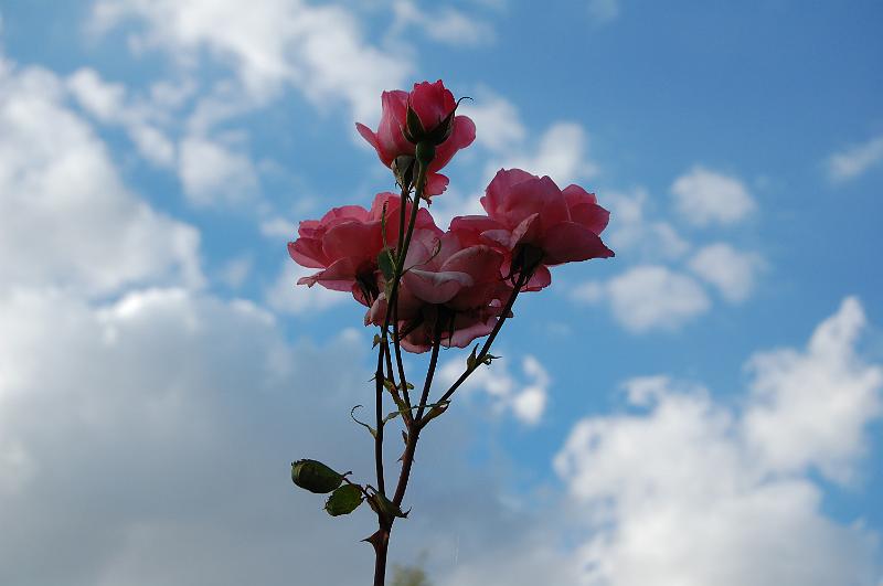 DSC_0012.JPG